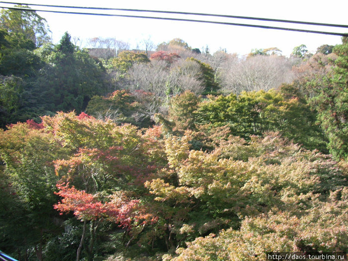 Ёсино. Сакура в ноябре Префектура Нара, Япония