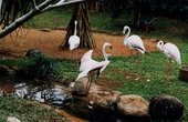 Сафари — Зоопарк