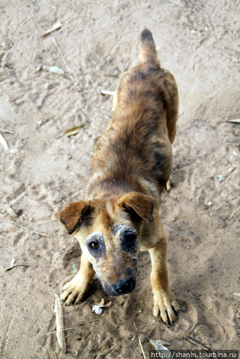 Дружелюбный пес Кампот, Камбоджа