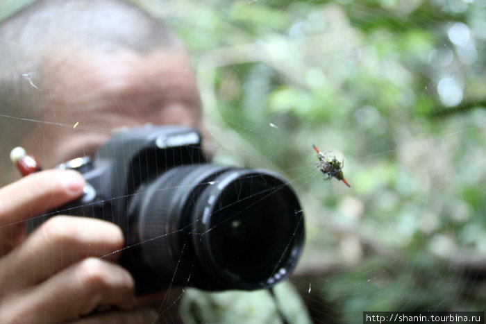 Фотографирование ядовитого паука дело ответственное Кампот, Камбоджа