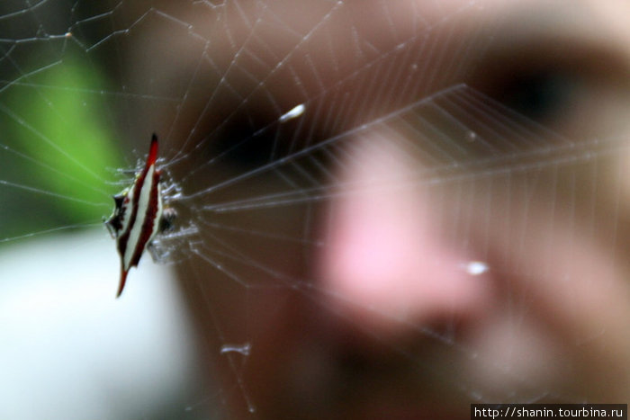 Взгляд на паука Кампот, Камбоджа
