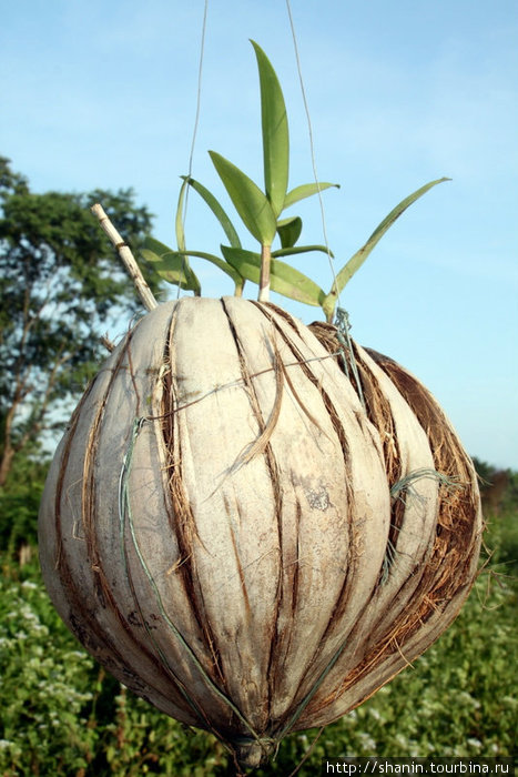 Проросший кокосовый орех Кампот, Камбоджа