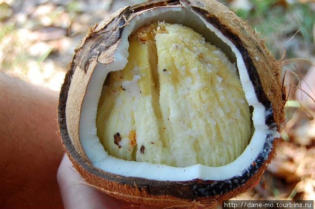 Этот кокос уже начал прорастать Пханг-Нга, Таиланд