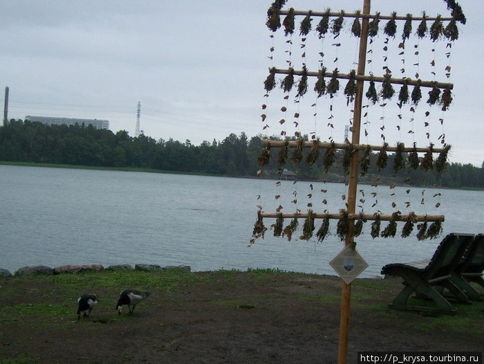 Казарки Хельсинки, Финляндия