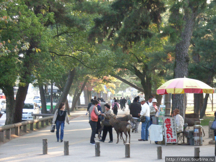 Нара: Олени гуляют повсюду Нара, Япония