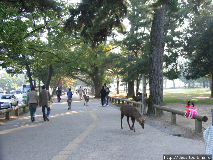 Нара: Олени гуляют повсюду Нара, Япония