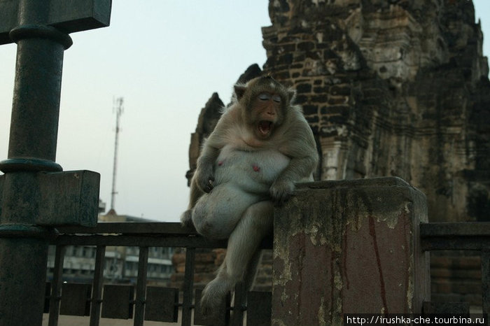 Город обезьянньего беспредела Лоп-Бури, Таиланд