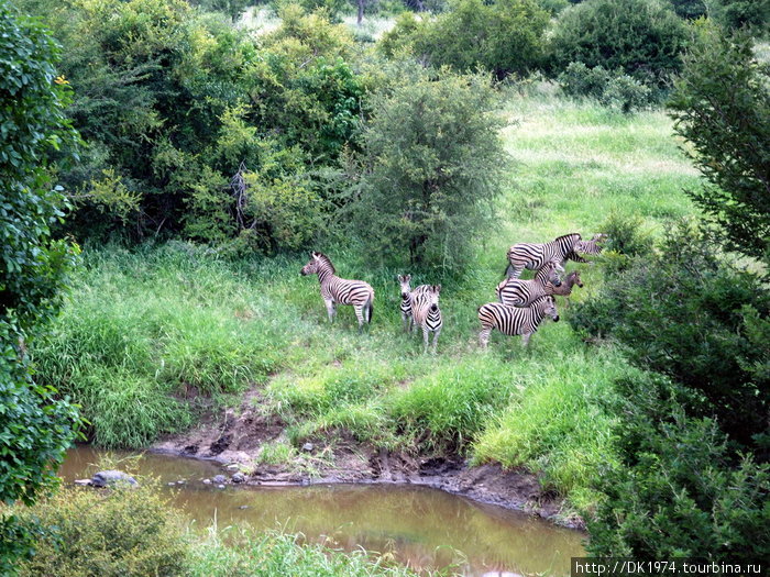 Крюгер парк (часть 2) Национальный парк Крюгер, ЮАР