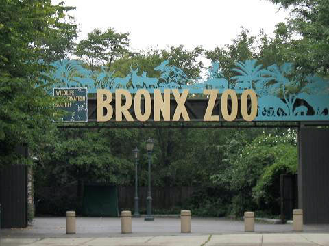Зоопарк в Бронксе / Bronx Zoo