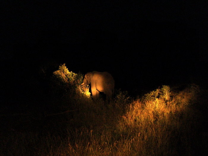 Вечером мы поехали на ночное сафари. Несколько человек держали яркие лампы, которыми они светили в разные стороны и вся группа выискивала животных,ведущих ночной образ жизни. Слона мы разбудили. Национальный парк Крюгер, ЮАР