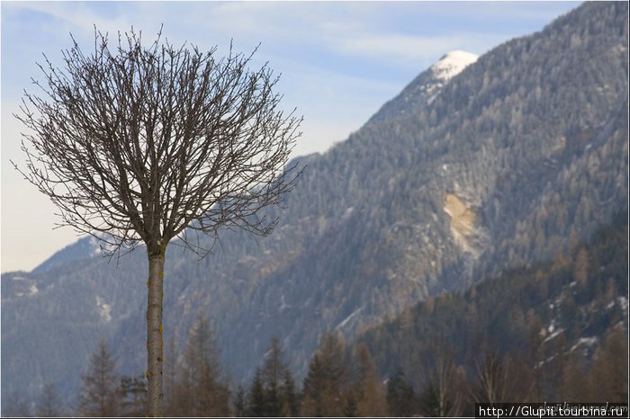 А вот оно — дерево. Ленгенфельд, Австрия