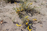 Растение в пустыне