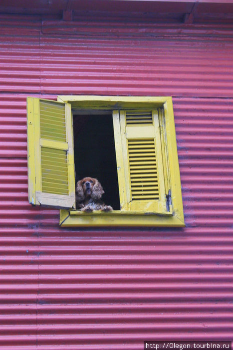 А этой штучке приходится наблюдать за всем из окна Буэнос-Айрес, Аргентина