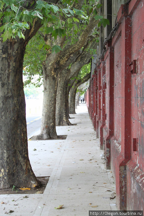 Стена, деревья, дорога вдоль... Буэнос-Айрес, Аргентина