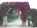 каменные арки увиты девичьим виноградом