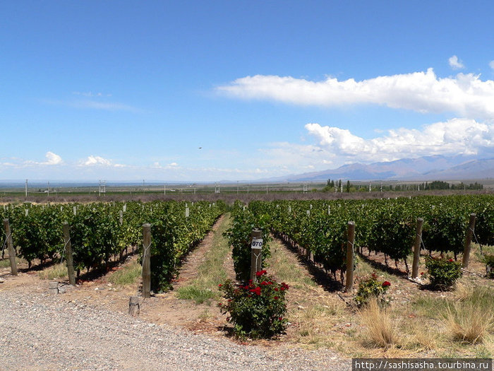 Виноградники Salentein Мендоса, Аргентина