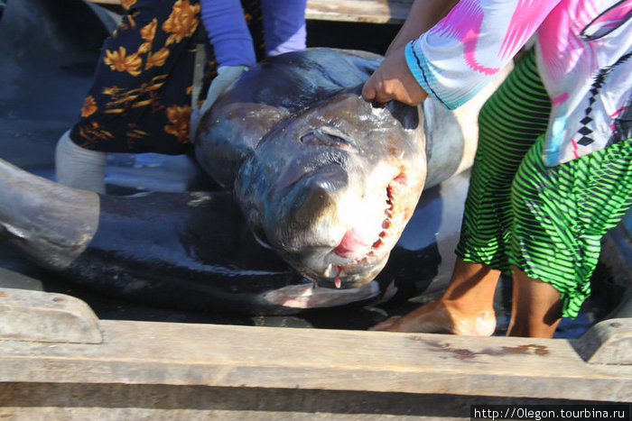 Да угадали, акула Нячанг, Вьетнам