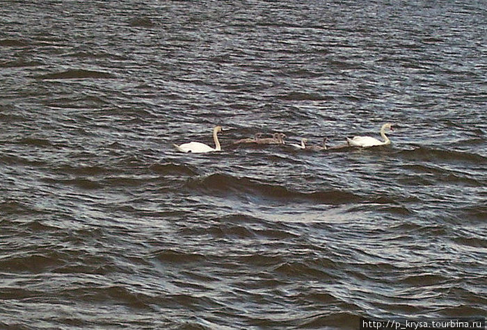 Лебеди с лебедятами Хельсинки, Финляндия