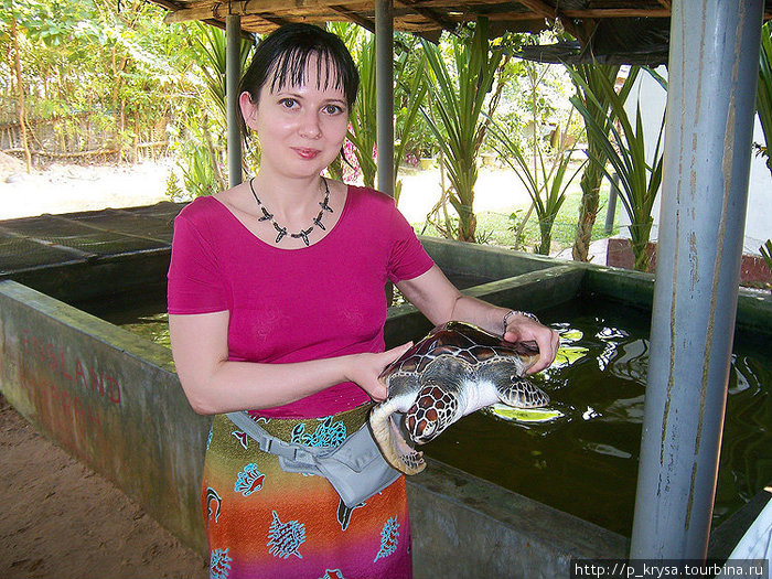 Зеленая черепаха Косгода, Шри-Ланка