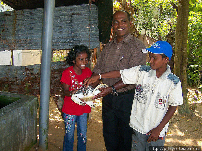 Черепах можно погладить Косгода, Шри-Ланка