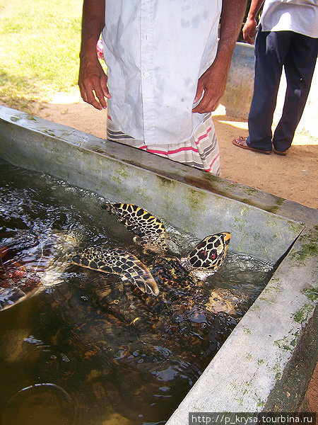 Черепахи бисса Косгода, Шри-Ланка