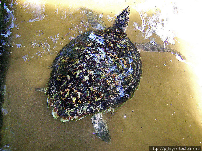 Черепаха бисса Косгода, Шри-Ланка