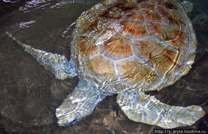 Зеленая черепаха Косгода, Шри-Ланка