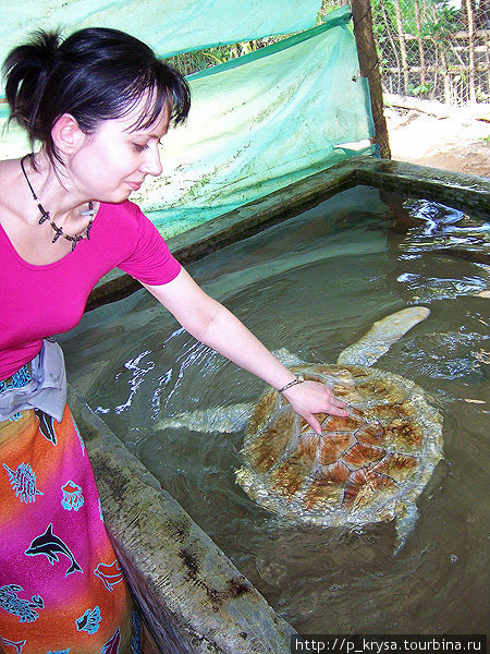 Черепах можно погладить Косгода, Шри-Ланка