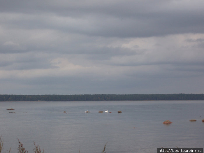 пара лебедей вдалеке Кясму, Эстония