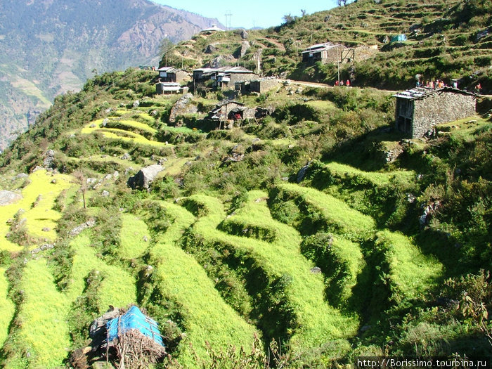 Вот на таких склонах непальцы выращивают свой урожай. Ни один клочок земли не пропадает зря. Непал