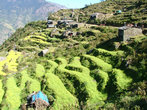 Вот на таких склонах непальцы выращивают свой урожай. Ни один клочок земли не пропадает зря.