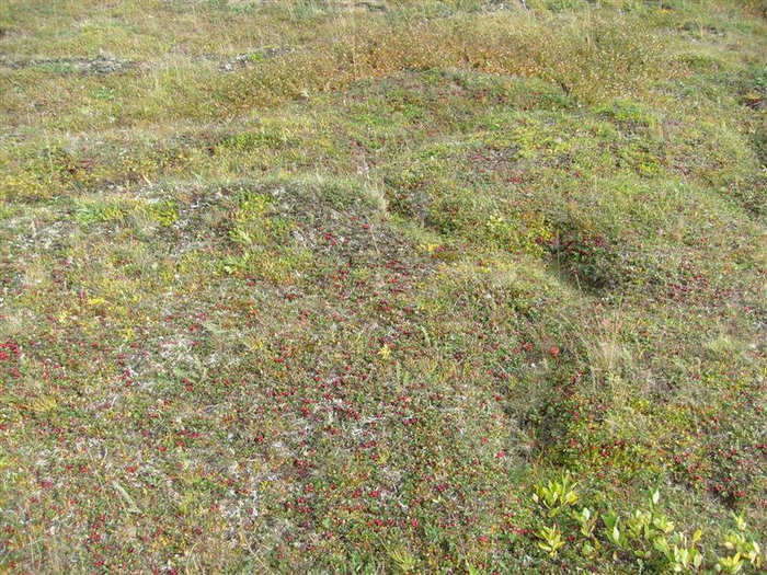 Тундра в начале сентября это поля брусники и морошки Усть-Кара, Россия