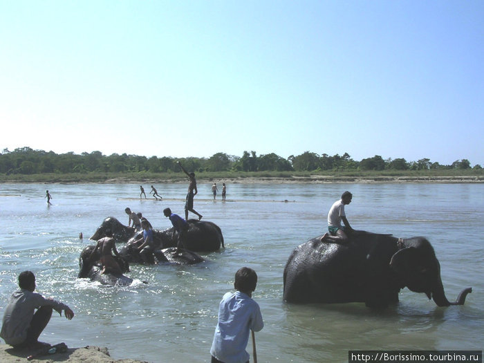 Зато купание слонов — это просто бомба! Непал