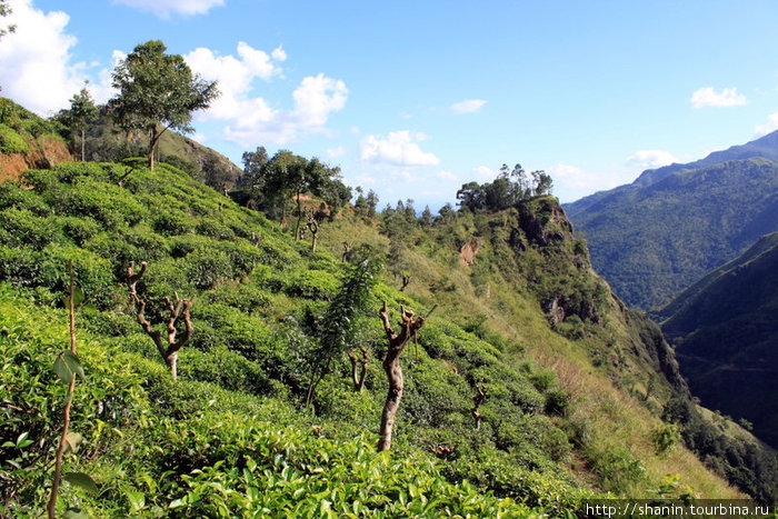 Чай на склоне Малого пика Адама Элла, Шри-Ланка