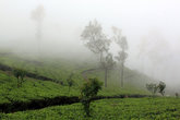 Чайная плантация в тумане