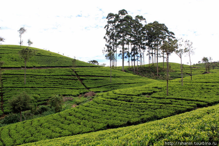 Деревья на чайной плантации Хапутале, Шри-Ланка