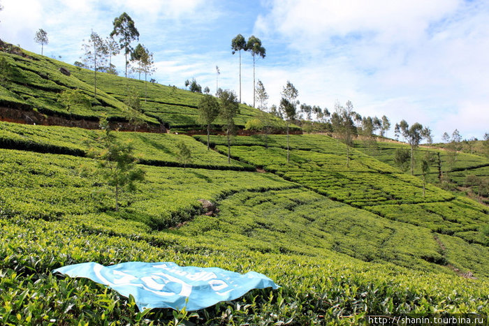 Чайная плантация и флаг Турбины Хапутале, Шри-Ланка