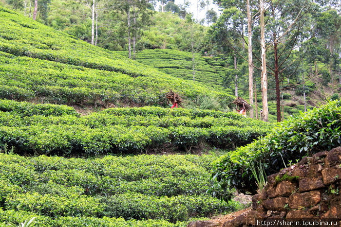 Чайная плантация у основания пика Адама Хаттон, Шри-Ланка