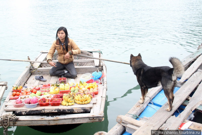 Собака ждет внимания Халонг бухта, Вьетнам