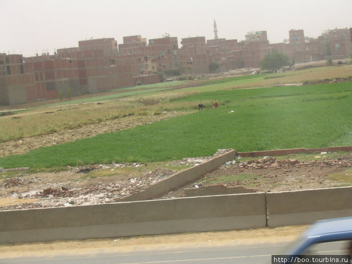 Гиза. Футбольное поле для детворы. оно же пастбище для скота Гиза, Египет