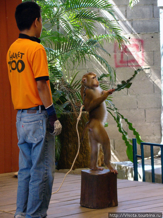 культурист — шоу обезьян Остров Пхукет, Таиланд