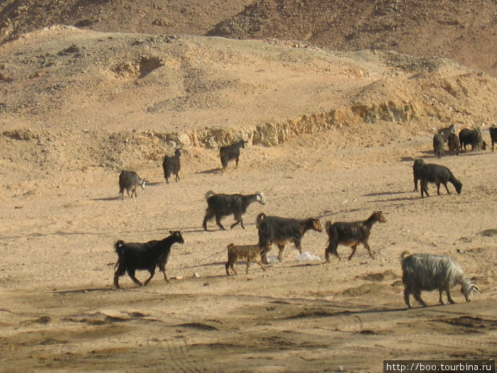 в пригороде паслось стадо коз. что же они едят? Луксор, Египет