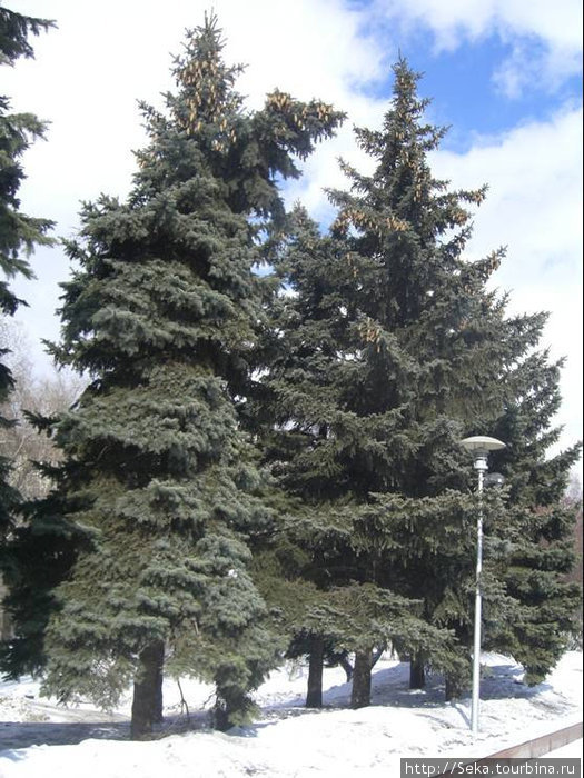Деревья вдоль бульвара Новокузнецк, Россия