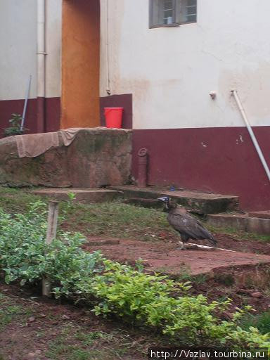 Вот кто пасётся на заднем дворе... Кампала, Уганда