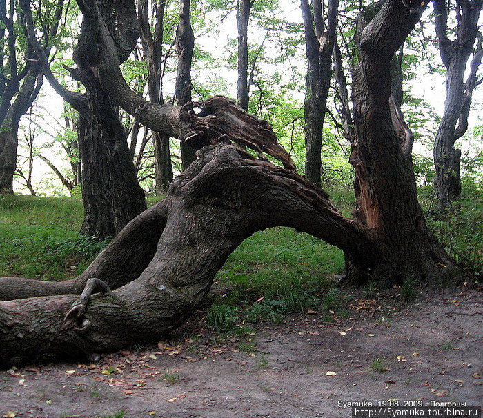 Многие деревья гибнут. Жаль... Подгорцы (Бродовский район), Украина