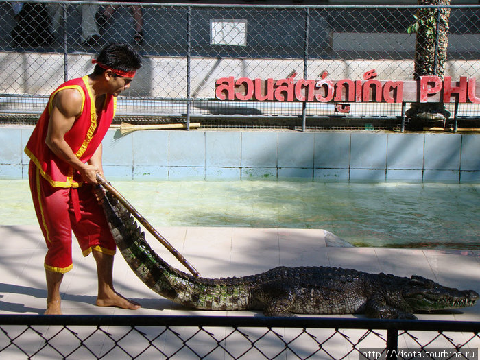 Пхукетский зоопарк - шоу для туристов Остров Пхукет, Таиланд