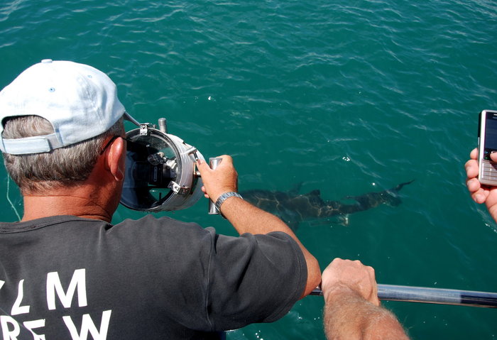 С нами был оператор, он снимал над водой и под нею. Потом вовремя ланча мы смотрели по тв всю запись, очень здорово, особенно зубы и глаза акулы под водой. Гансбай, ЮАР