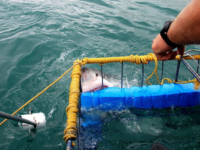 Хозяйка двух океанов или первая встреча с Белой акулой Гансбай, ЮАР