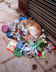 Обычное дело увидеть собак на куче мусора. Вроде и климат для них очень теплый, но свить гнездо их любимое занятие.