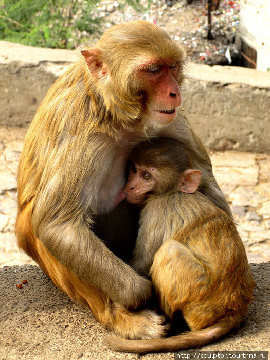 Один из многочисленных Monkey Temple. Много обезьян, совсем не агрессивны. Джайпур, Индия